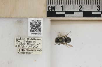 Media type: image;   Entomology 786143 Aspect: Labels